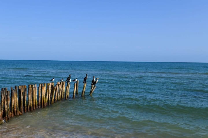 1. Aves en una playa en Yucatán. Foto - Alamy