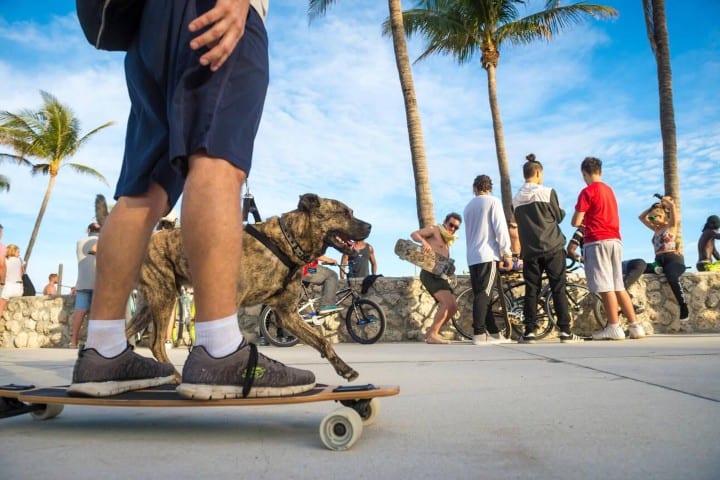 1. Perro caminando con su dueño por las calles de Miami. Foto - Alamy