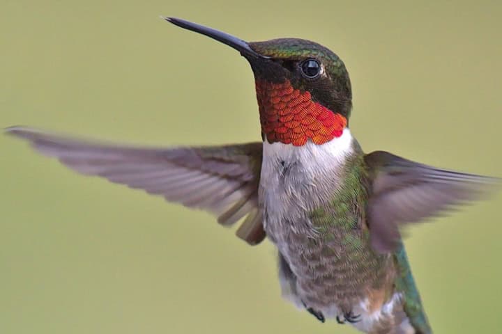 10. Colibrí. Foto - Jardín Botánico de Vallarta (Facebook)