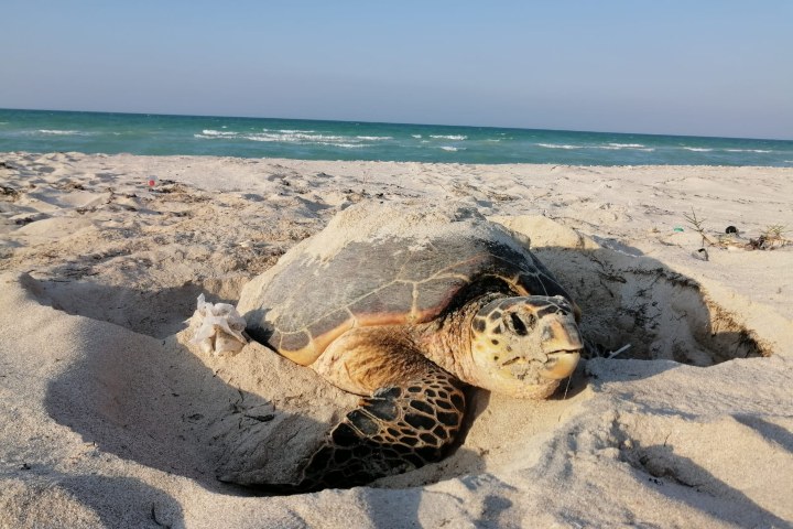 11. Tortuga en Ría Lagartos. Foto - Comisión Nacional de Áreas Naturales Protegidas (Facebook)