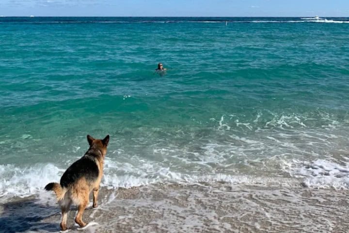 12. Perro en Haulover Park. Foto - Gloria Patricia Hoyos (Google)