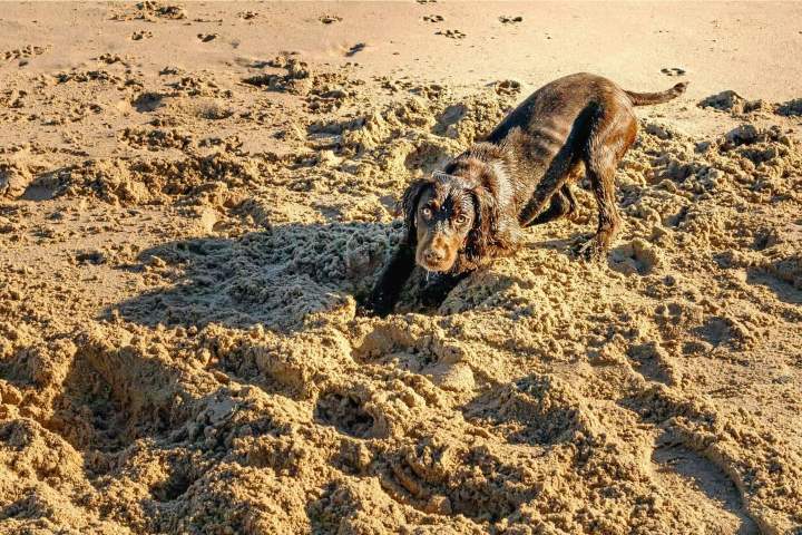 13. Perro en la arena. Foto - Alamy