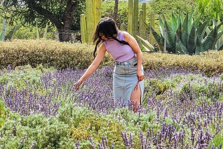 14. Campo de lavanda en Mineral de Pozos. Foto - @mineraldepozosmx (Instagram)