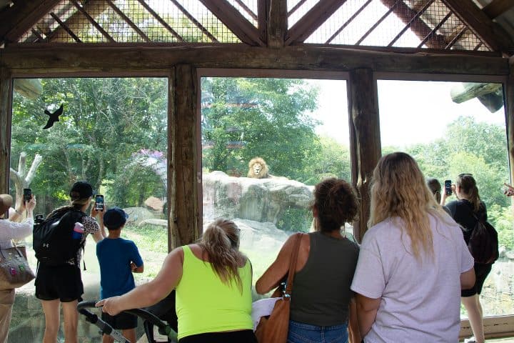 14. Visitantes mirando león en Franklin Park Zoo. Foto - Franklin Park Zoo (Facebook)