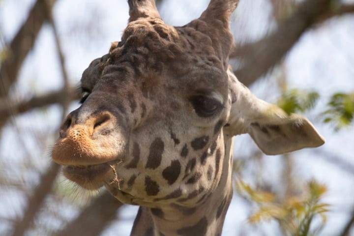 15. Jirafa en Franklin Park Zoo. Foto - Franklin Park Zoo (Facebook)
