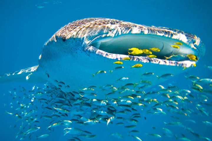 Tiburón Ballena Alimentándose. Foto – vistaalmar.es
