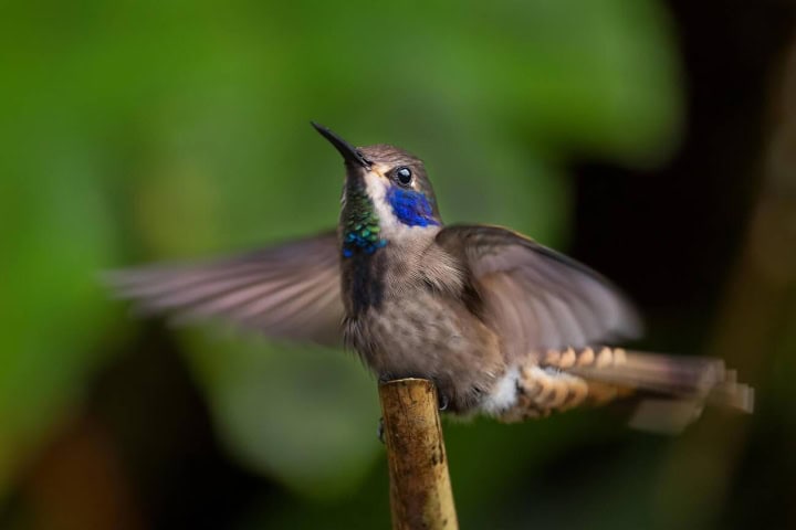 2. Colibrí. Foto - Alamy