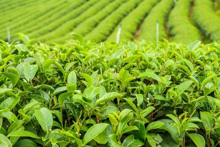 2. Planta del té. Foto - Gardenia.net