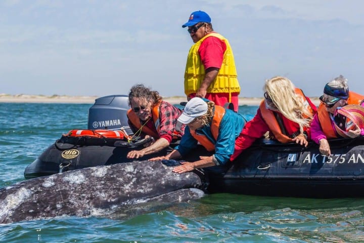 3. Viajeros tocando ballena en Baja California, México. Foto - Alamy