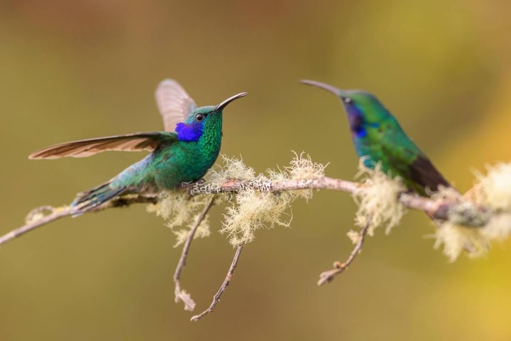4. Colibríes. Foto - Alamy