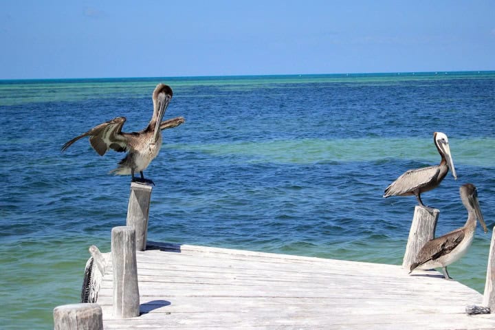 5. Isla de los Pájaros. Foto - Isla Holbox