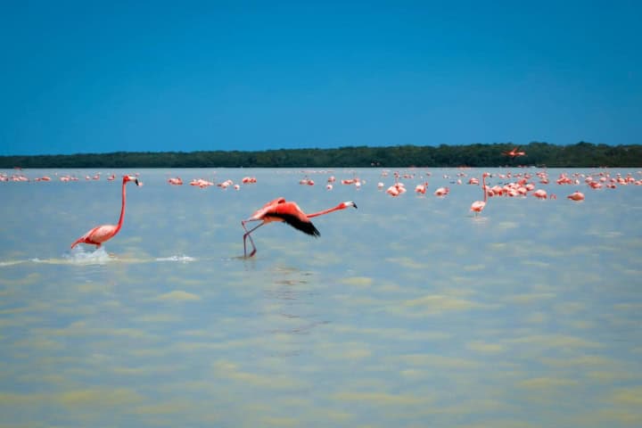 6. Flamencos en Celestún, Yucatán. Foto - Alamy