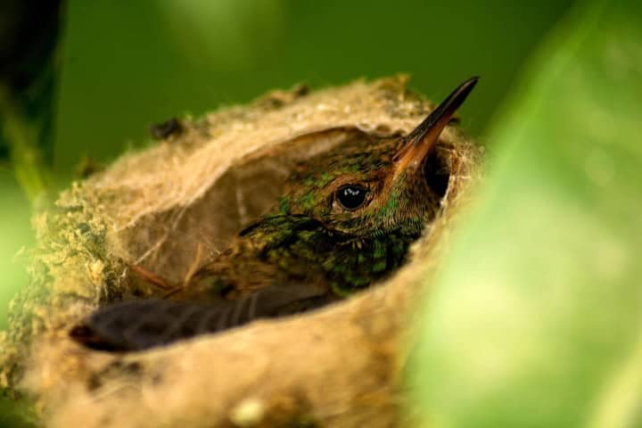 6. Colibrí en nido. Foto - Alamy