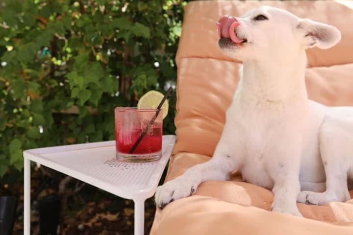 6. Perro en el hotel The Plymouth South Beach de Miami. Foto - Plymouth Hotel | South Beach