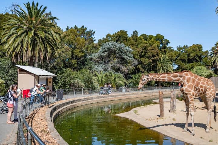 7. Oakland Zoo. Foto - Oakland Zoo (Expedia)