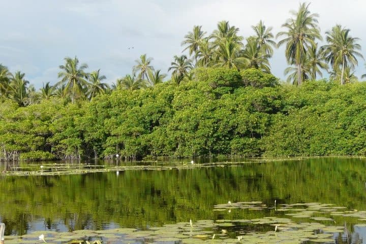 8. Manglar en Colima. Foto - Archivo Colima