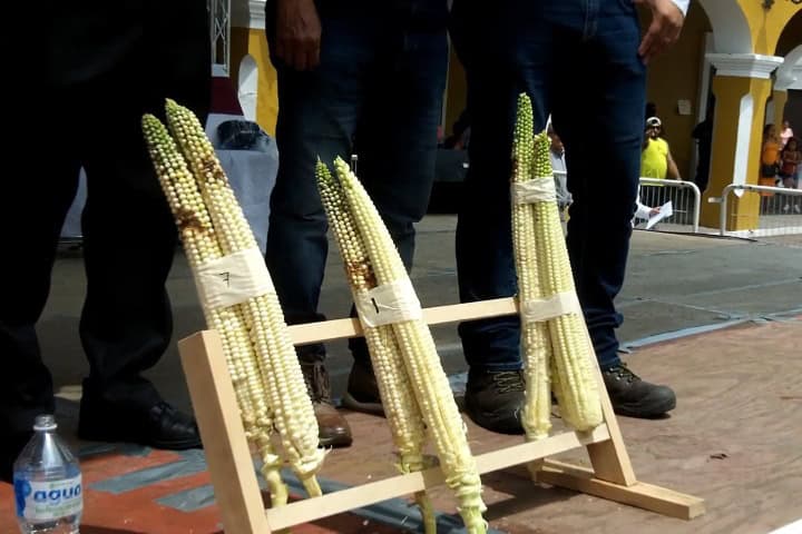 8. Concurso de El Elote Más Grande del Mundo, 2023 en Jala. Foto - Frutas y Plantas Exóticas (YouTube)