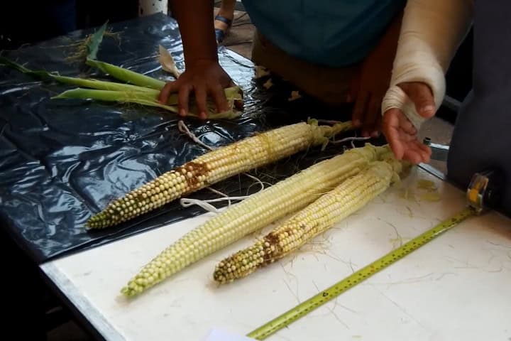 9. Jueces midiendo elotes gigantes. Foto - Frutas y Plantas Exóticas (YouTube)