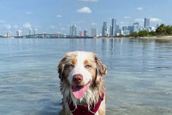 9. Perro en Hobie Beach. Foto - @thingstodoinmiamiflorida (Instagram)