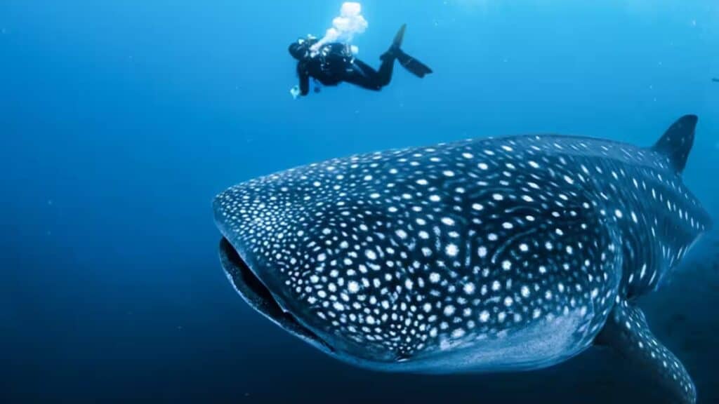 DÍA MUNDIAL DEL TIBURÓN BALLENA
