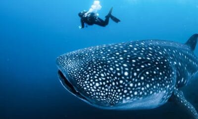 DÍA MUNDIAL DEL TIBURÓN BALLENA