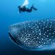 DÍA MUNDIAL DEL TIBURÓN BALLENA