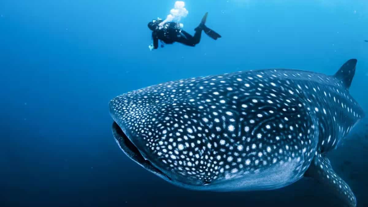 DÍA MUNDIAL DEL TIBURÓN BALLENA