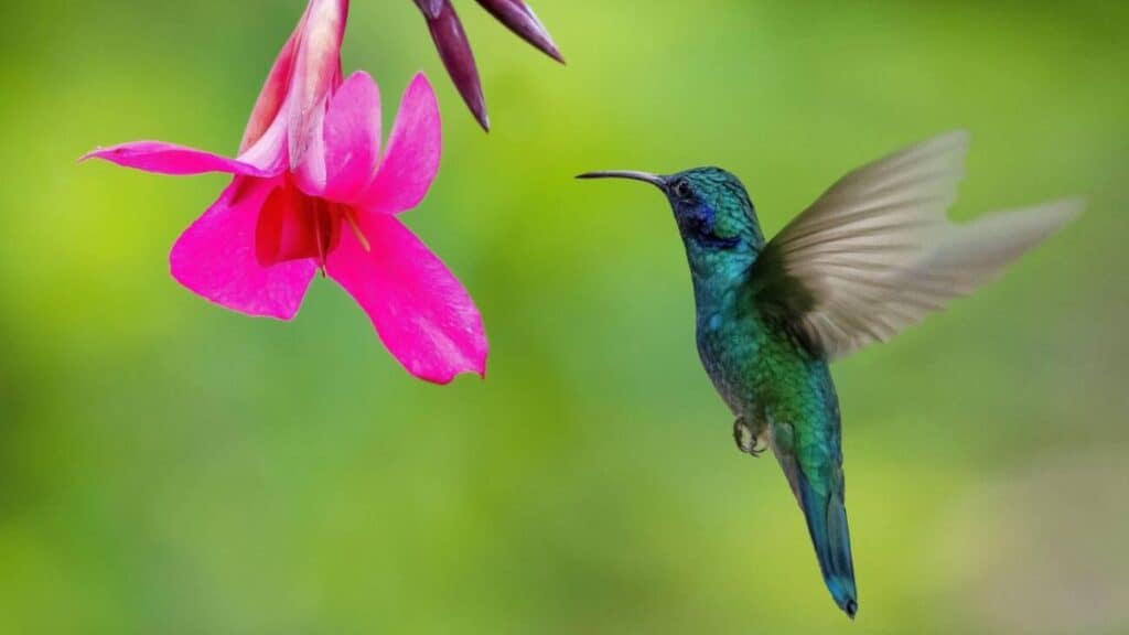 FESTIVAL DEL COLIBRÍ 2025 EN VALLARTA
