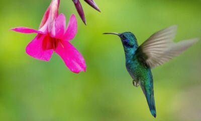 FESTIVAL DEL COLIBRÍ 2025 EN VALLARTA