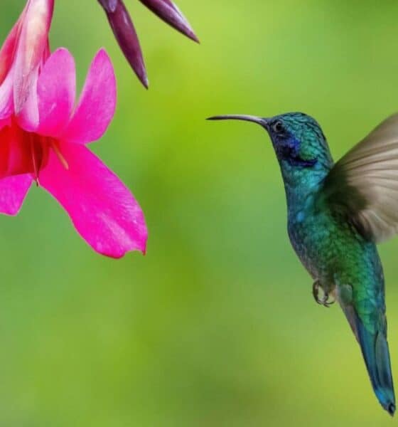 FESTIVAL DEL COLIBRÍ 2025 EN VALLARTA