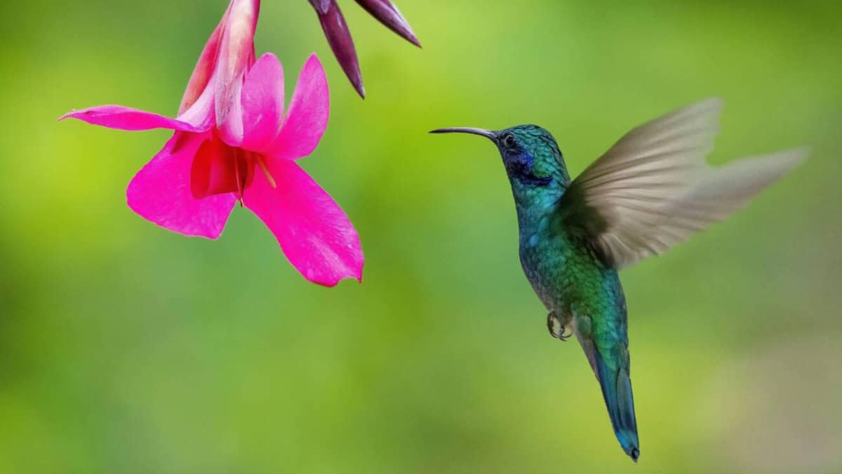 FESTIVAL DEL COLIBRÍ 2025 EN VALLARTA