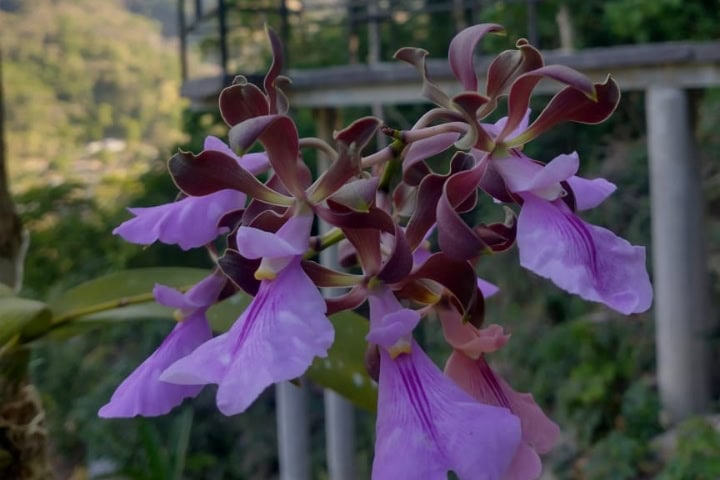 Orquidea Flor de semana santa