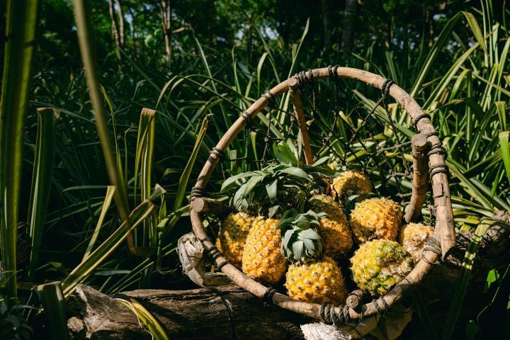 1. Piñas de Nayarit. Foto - Visit Nayarit