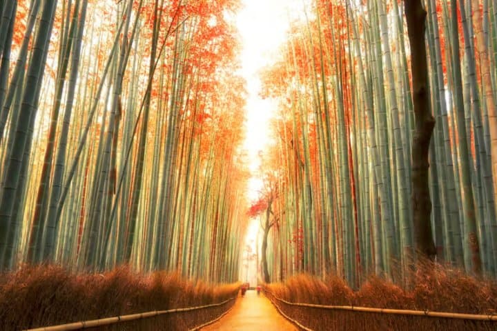 11. Bosque de Arashiyama en Kioto. Foto - GetYourGuide