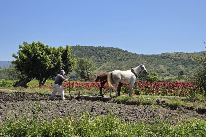 2. Trabajador en Atlixco. Foto - Rehiletes