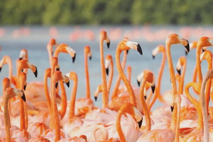 2. Flamencos en la Reserva de la Biosfera Ría Celestún. Foto - @rcilatinoamerica (Instagram)