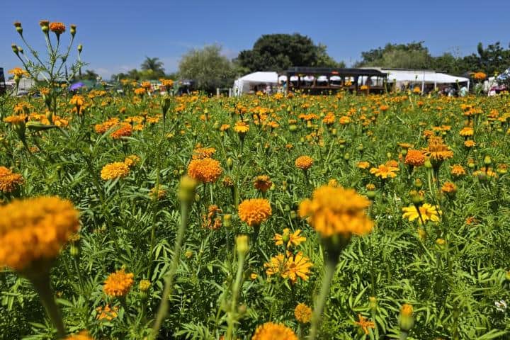 3. Flores de cempasúchil en Atlixco. Foto - Rehiletes