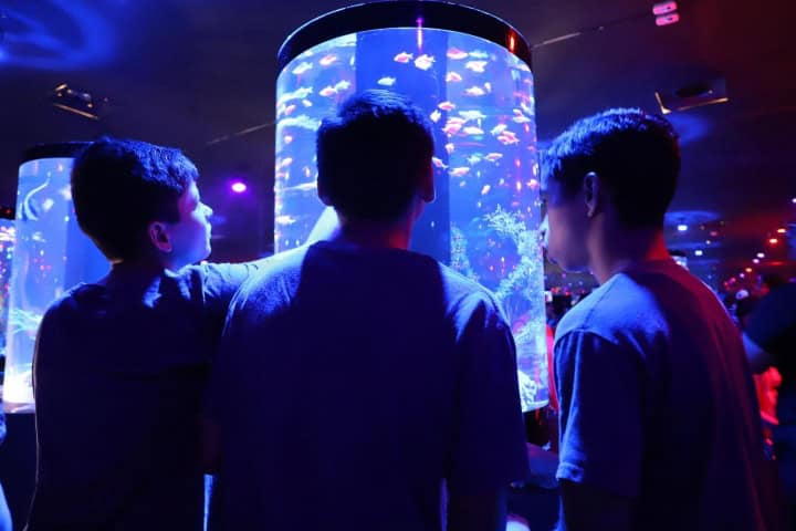 3. Acuario Sealand Monterrey. Foto - DIF Nuevo León (Facebook)