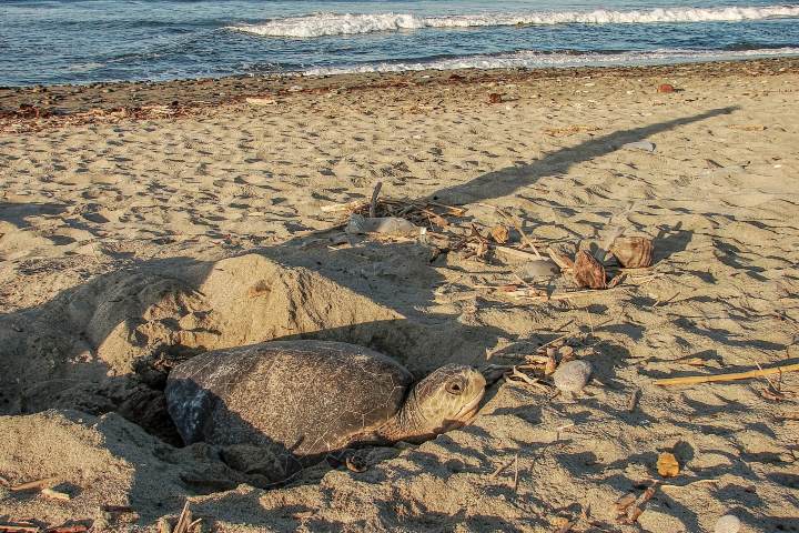 4. Tortuga en La Ticla. Foto - Ramon Merino (Facebook)