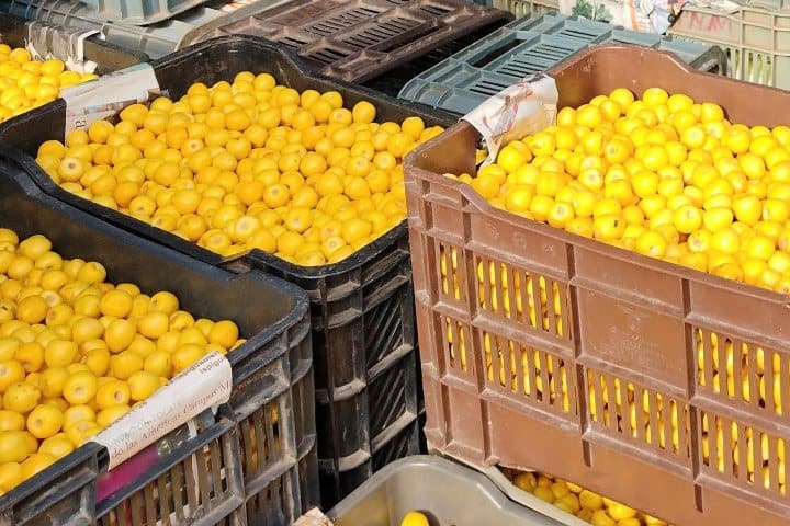 4. Cajas de producción de nanche. Foto - Mefcca
