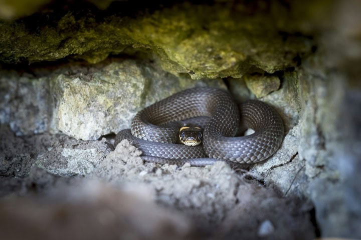 4. Serpiente en cueva. Foto - erik_karits (Unsplash)