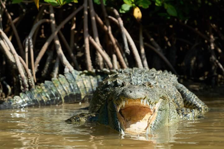 5. Cocodrilo en la Reserva de la Biosfera Ria Lagartos. Foto - @eye_plumber (Instagram) (6 lugares más fotogénicos de Yucatán)