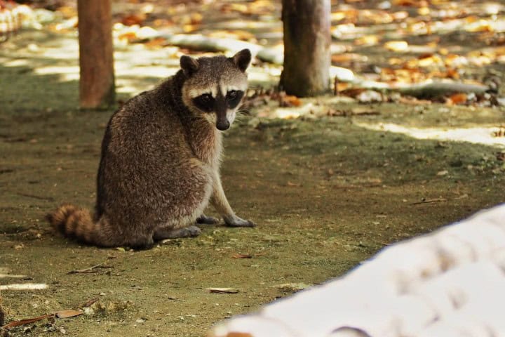 6. Mapache en El Corchito. Foto - @badziaforpresident (Instagram) (6 lugares más fotogénicos de Yucatán)