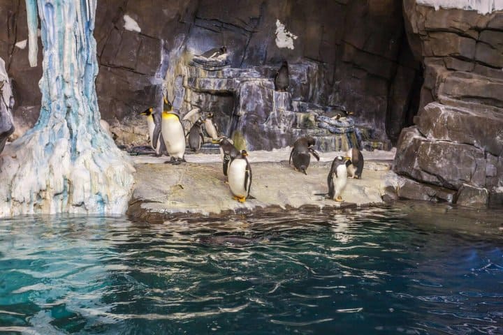 8. Empire of the Penguin en SeaWorld Orlando. Foto - Alamy
