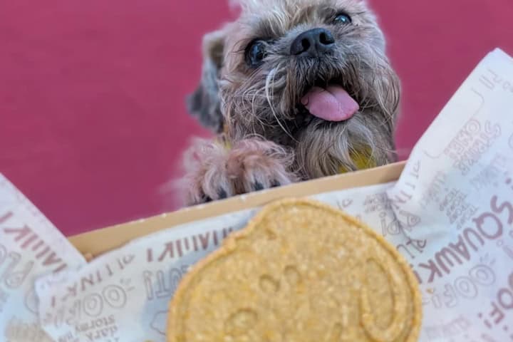 8. Perro con galleta de Snoopy. Foto - GERARDO SANCHEZ (Google)