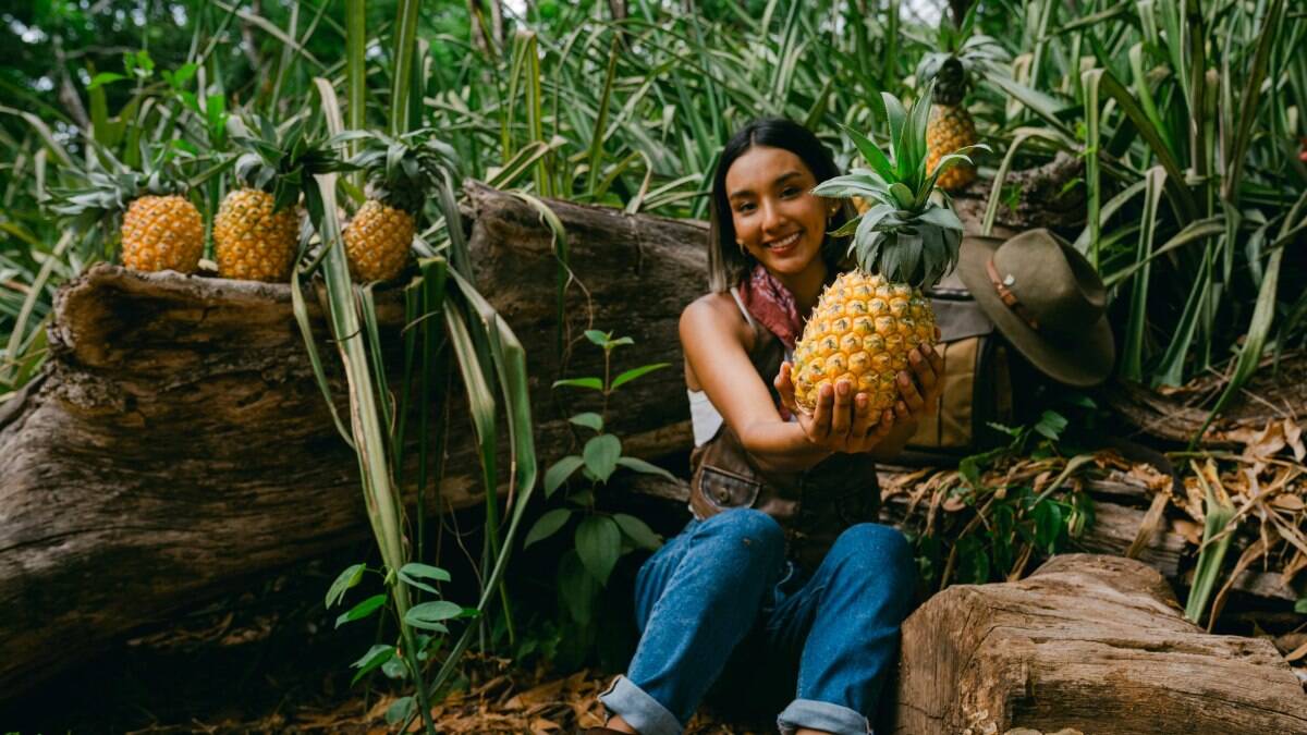CONOCE LA RUTA DE LA PIÑA EN NAYARIT