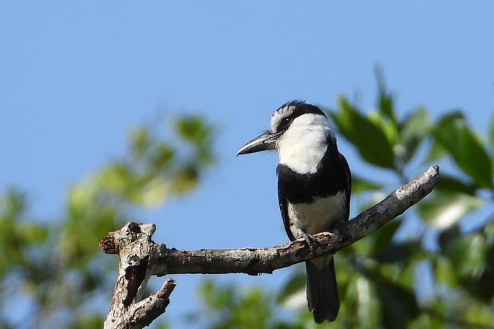 EXTRA. Ave en Costa Verde Chiapas. Foto - EcoHostal Costa Verde (Facebook)