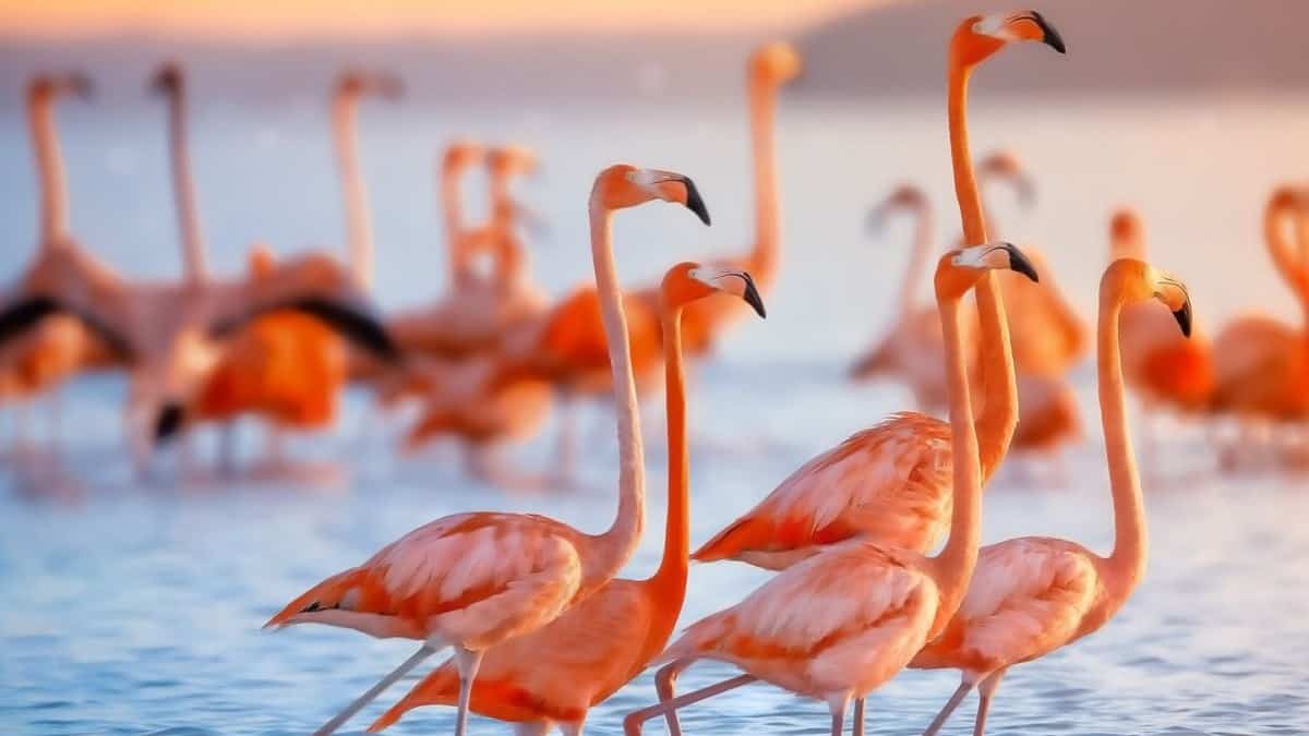 LA RUTA DEL FLAMENCO ROSADO