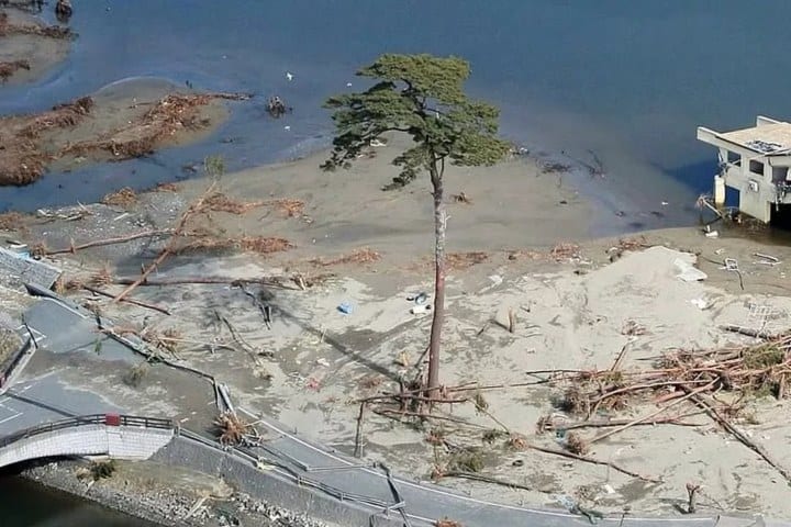 1. Pino sobreviviente tras tsunami del 2011 en Japón. Foto - @wahyuli28 (Instagram)