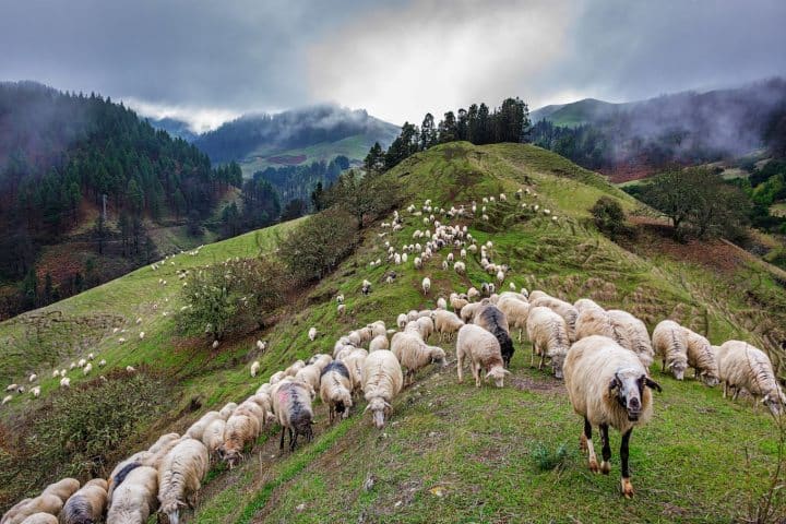 2. Ovejas en ruta de trashumancia. Foto - ULL
